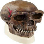 3B Scientific Hominid Skull Model - Homo erectus pekinensis